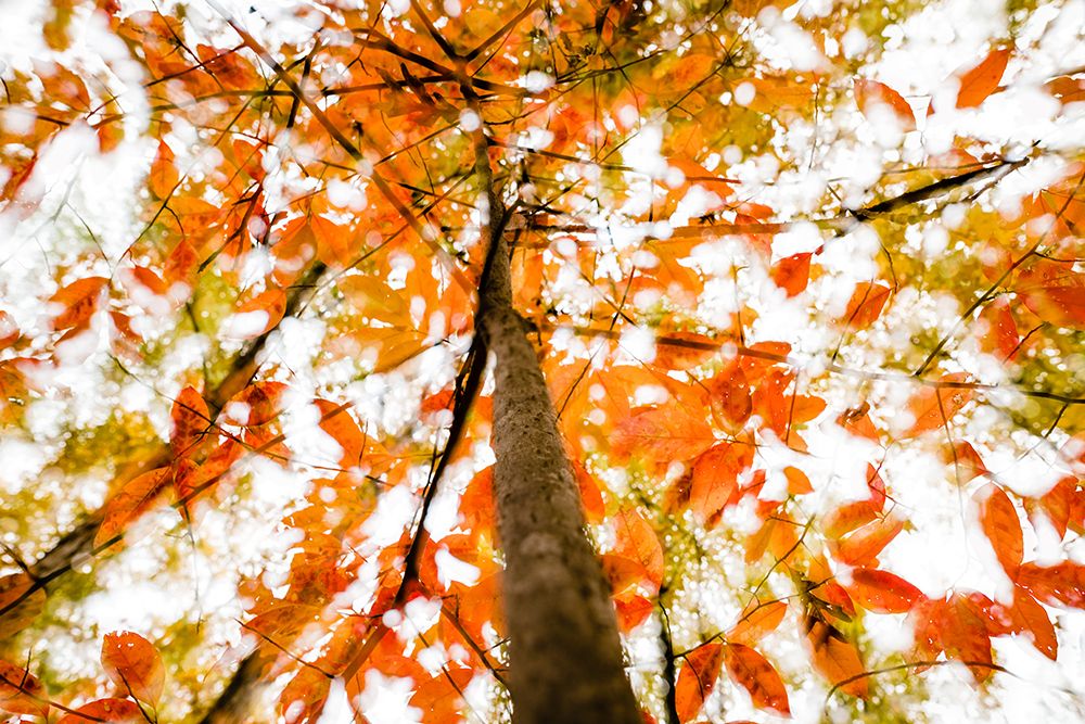 Fall Double 3 art print by Will Malone for $57.95 CAD