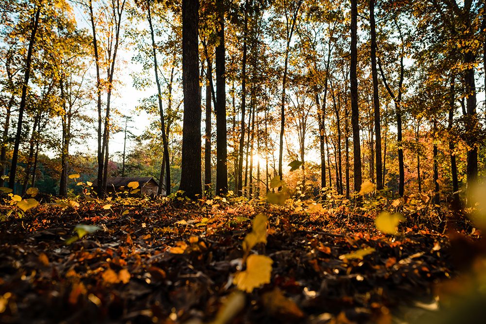 Fall Morning art print by Will Malone for $57.95 CAD