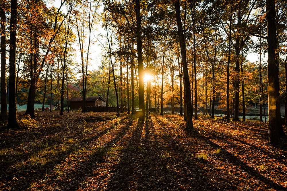 Fall Morning 2 art print by Will Malone for $57.95 CAD