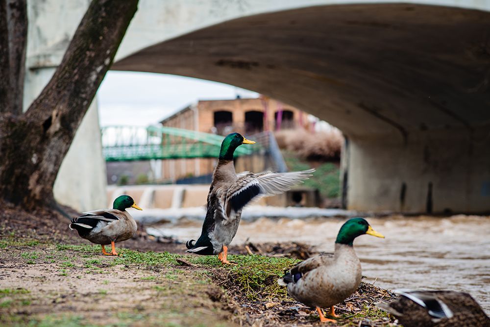 Falls Park Ducks art print by Will Malone for $57.95 CAD