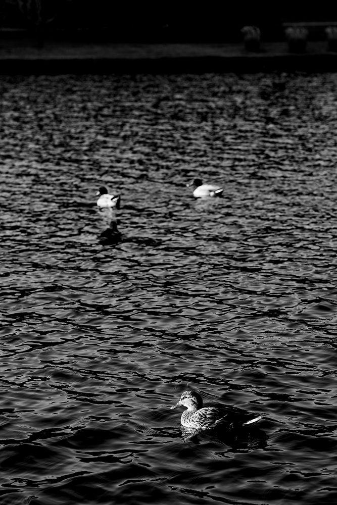 Monochromatic Duck 2 art print by Will Malone for $57.95 CAD