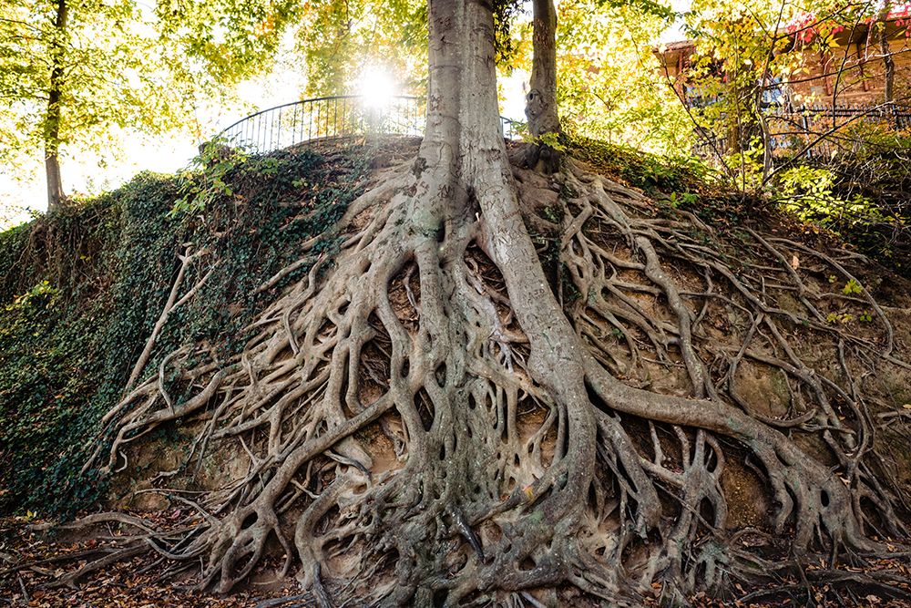 Roots art print by Will Malone for $57.95 CAD