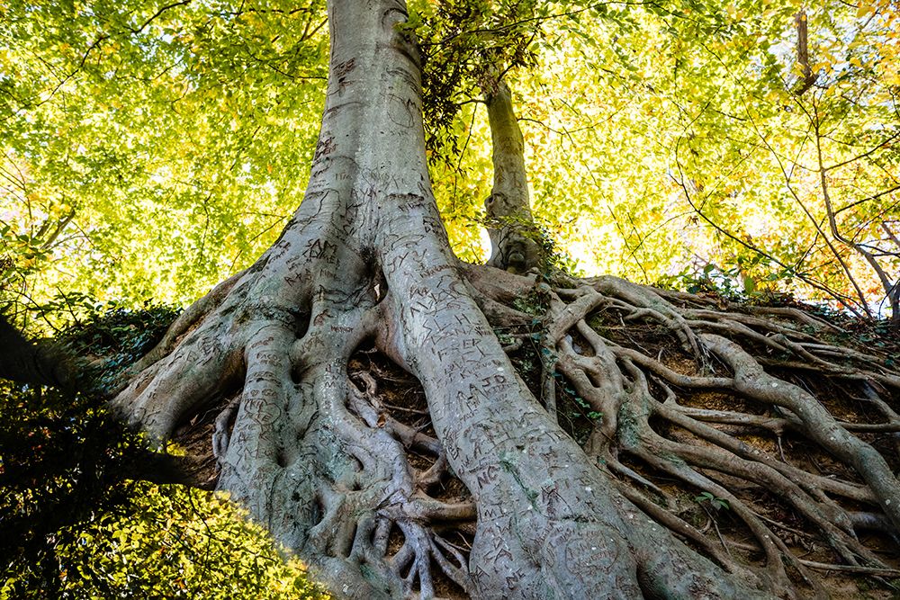 Roots 3 art print by Will Malone for $57.95 CAD