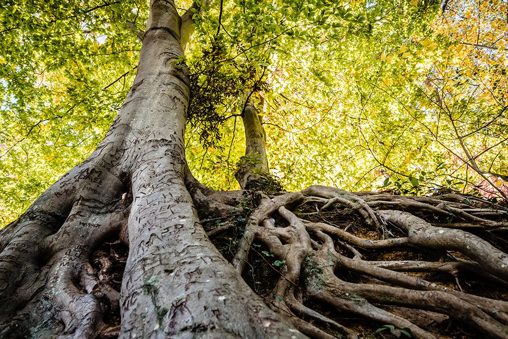 Roots 5 art print by Will Malone for $57.95 CAD