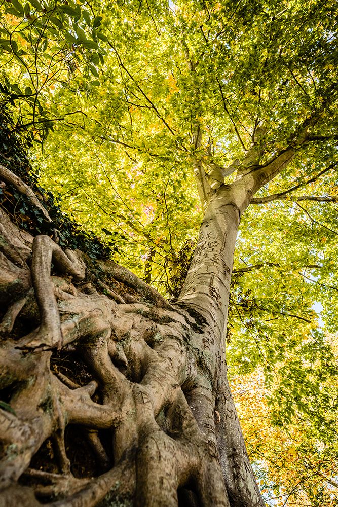 Roots 6 art print by Will Malone for $57.95 CAD