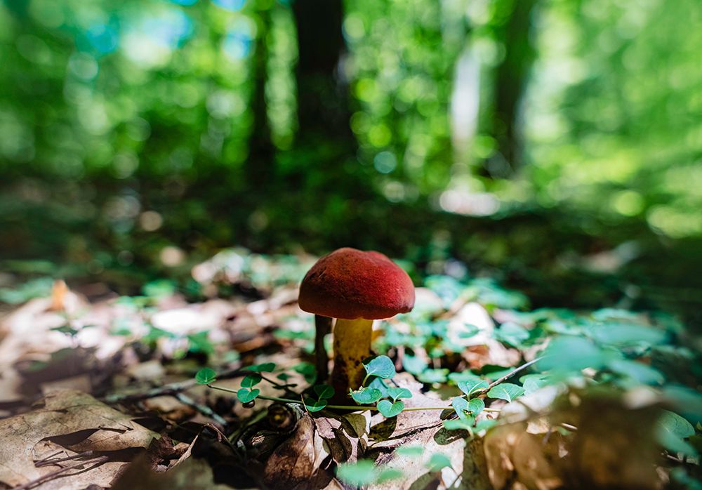 Shrooms art print by Will Malone for $57.95 CAD