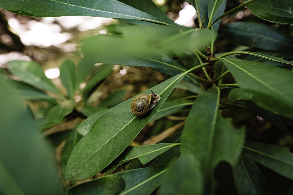 Yellow Branch Snail art print by Will Malone for $57.95 CAD
