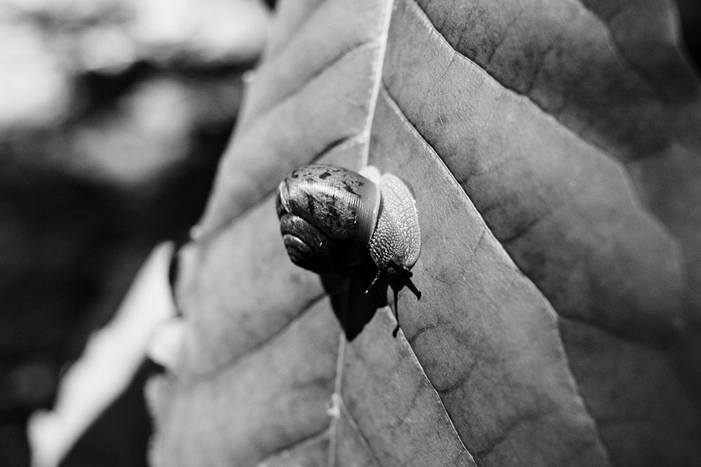 Yellow Branch Snail 3 art print by Will Malone for $57.95 CAD