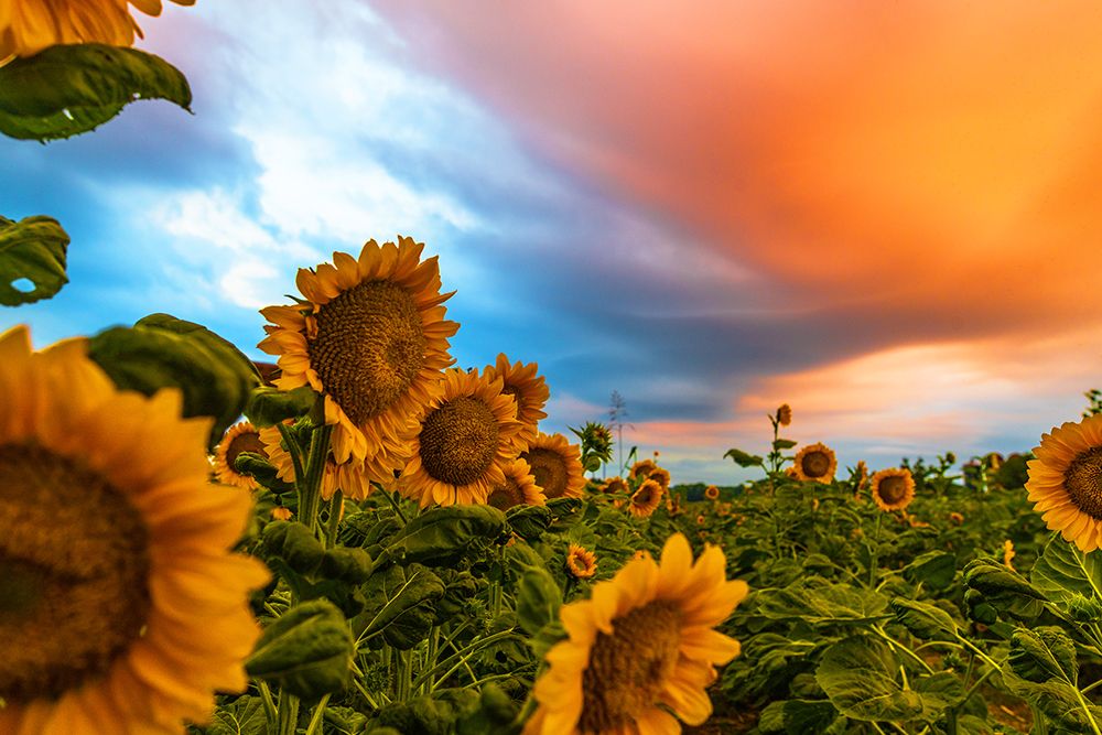 Denver Downs Sunrise art print by Will Malone for $57.95 CAD