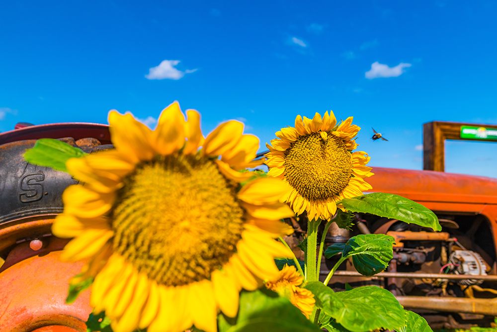 Denver Downs Sunflowers 3 art print by Will Malone for $57.95 CAD