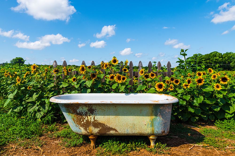 Denver Downs Sunflowers 4 art print by Will Malone for $57.95 CAD