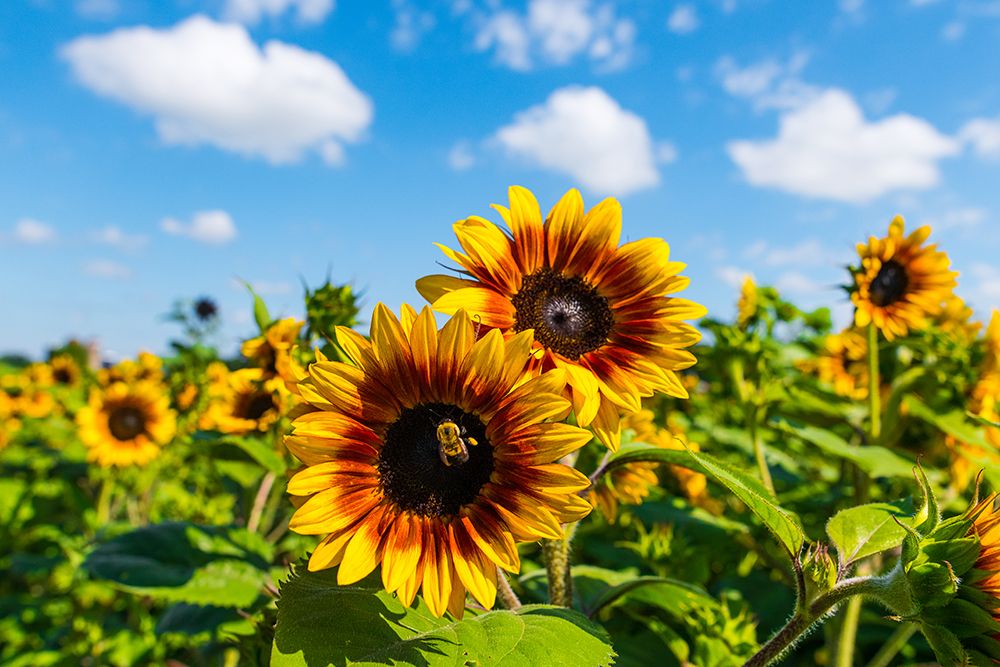 Denver Downs Sunflowers 5 art print by Will Malone for $57.95 CAD