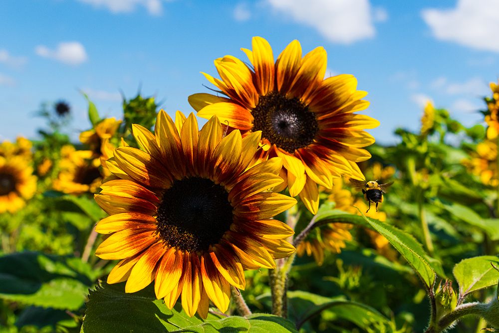 Denver Downs Sunflowers 6 art print by Will Malone for $57.95 CAD