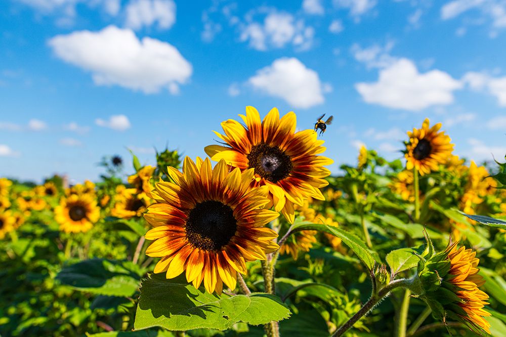 Denver Downs Sunflowers 7 art print by Will Malone for $57.95 CAD