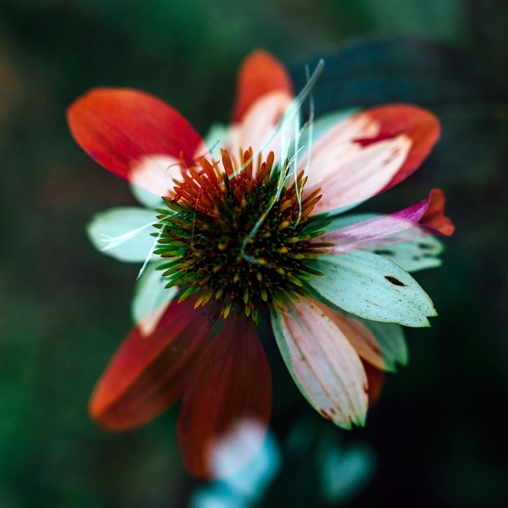 A New Flower Square? art print by Will Malone for $57.95 CAD