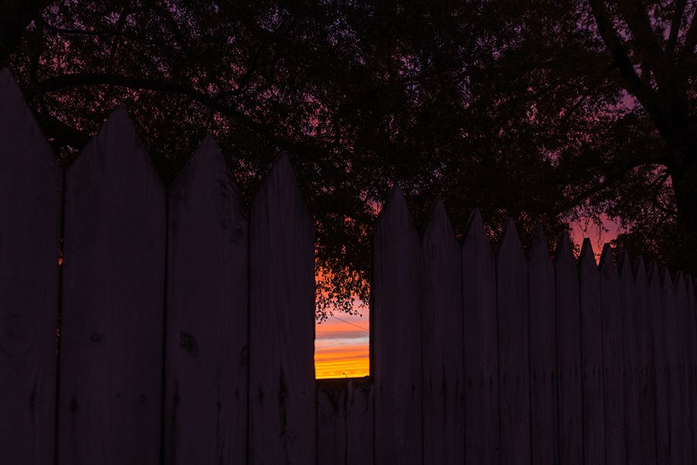 Backyard Sun 2 art print by Will Malone for $57.95 CAD