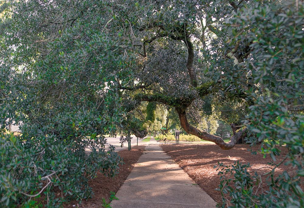 Big Oak 3 art print by Will Malone for $57.95 CAD