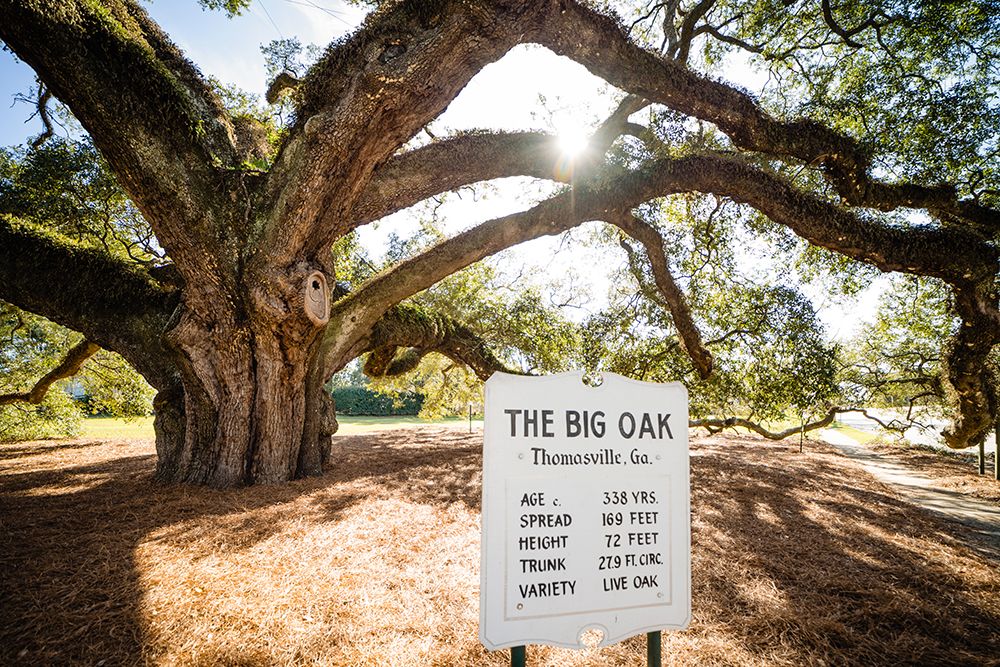 Big Oak 7 art print by Will Malone for $57.95 CAD