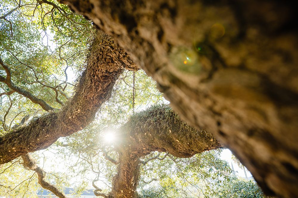Big Oak 8 art print by Will Malone for $57.95 CAD