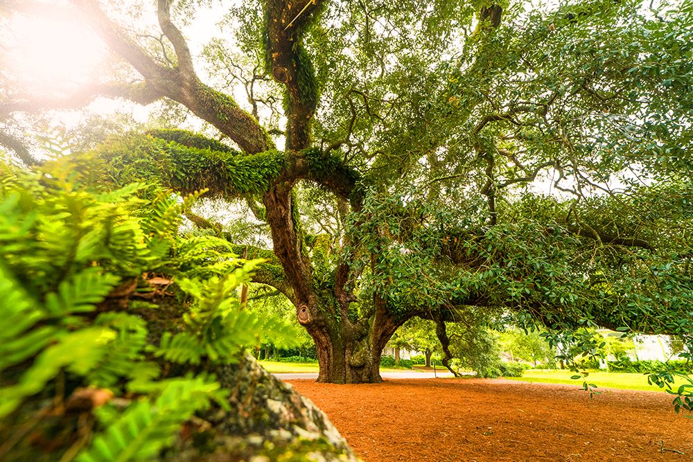 Big Oak 9 art print by Will Malone for $57.95 CAD