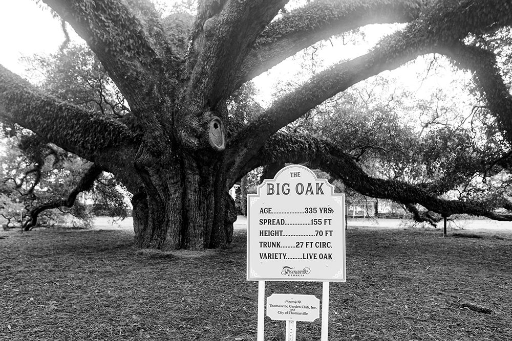 Big Oak Vintage art print by Will Malone for $57.95 CAD