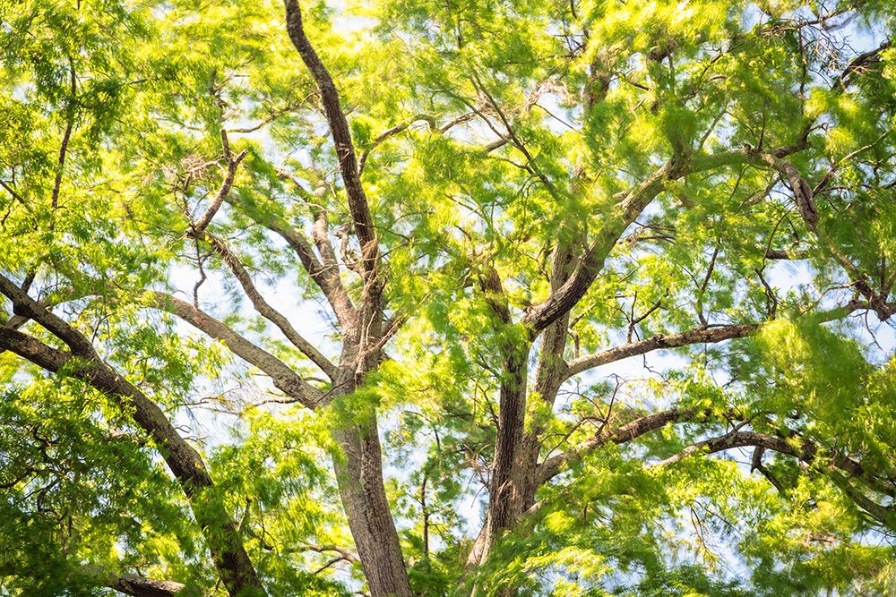 Blowing Leaves art print by Will Malone for $57.95 CAD