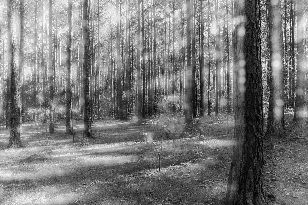 Blurry Forest 2 BW art print by Will Malone for $57.95 CAD