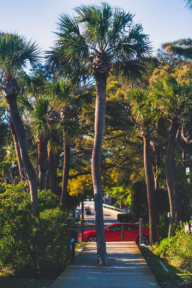 Camaro Palm art print by Will Malone for $57.95 CAD