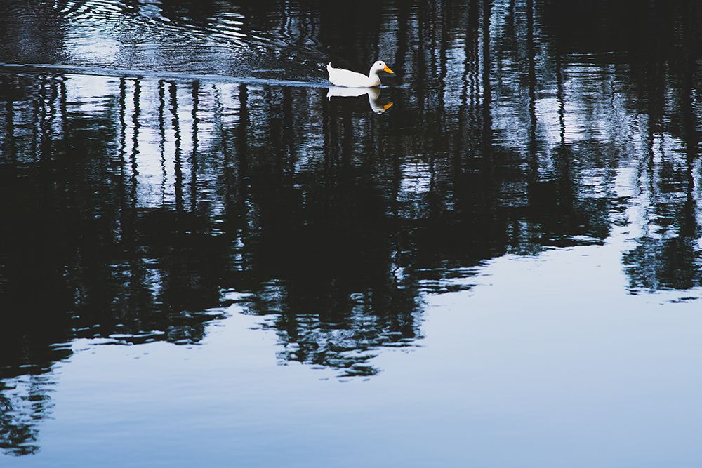 Cherokee Lake Duck art print by Will Malone for $57.95 CAD