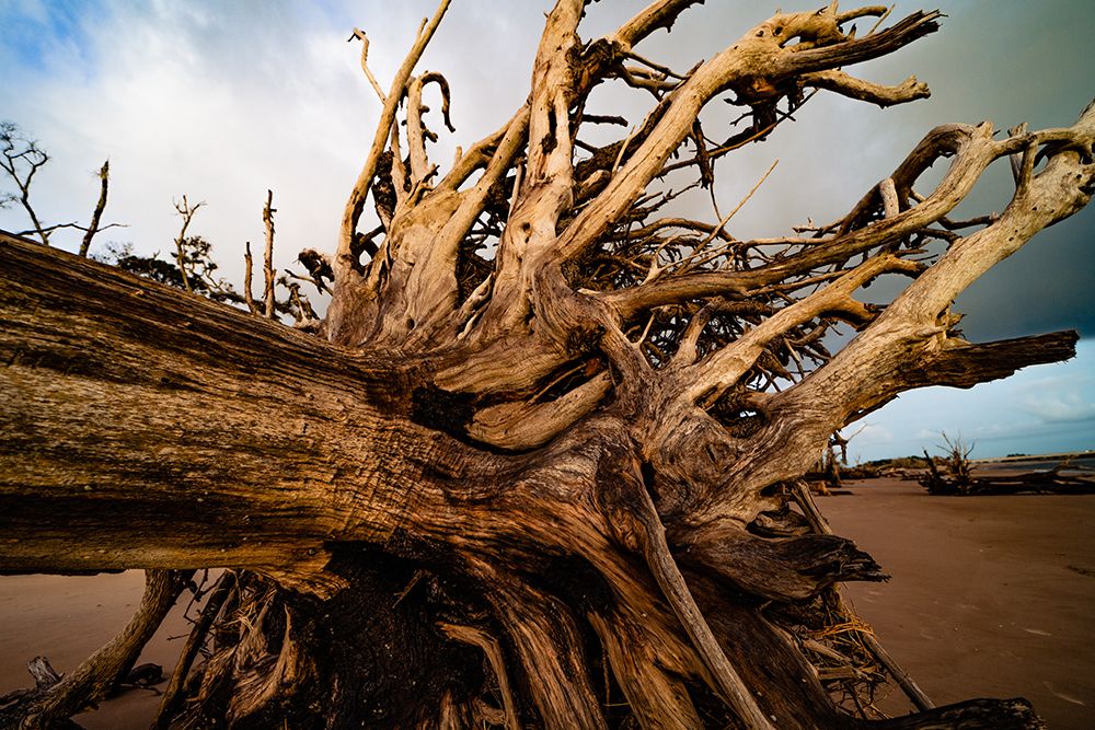 Dead Root art print by Will Malone for $57.95 CAD
