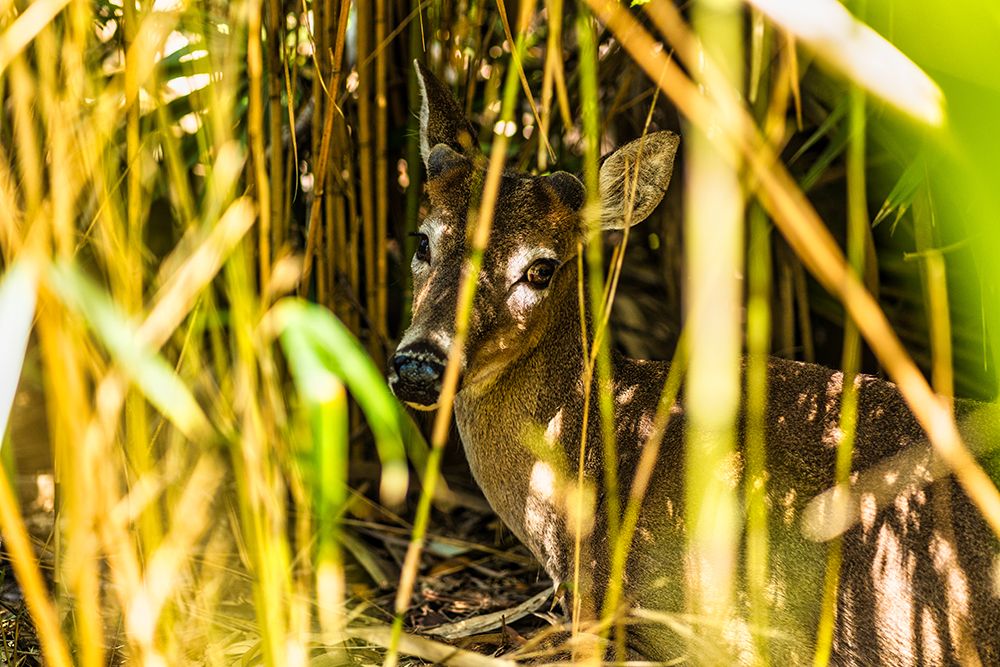 Deer at Rest art print by Will Malone for $57.95 CAD