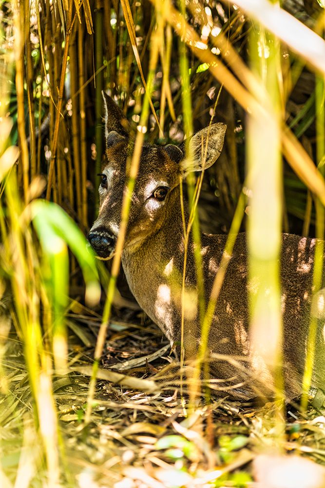 Deer at Rest Vertical art print by Will Malone for $57.95 CAD
