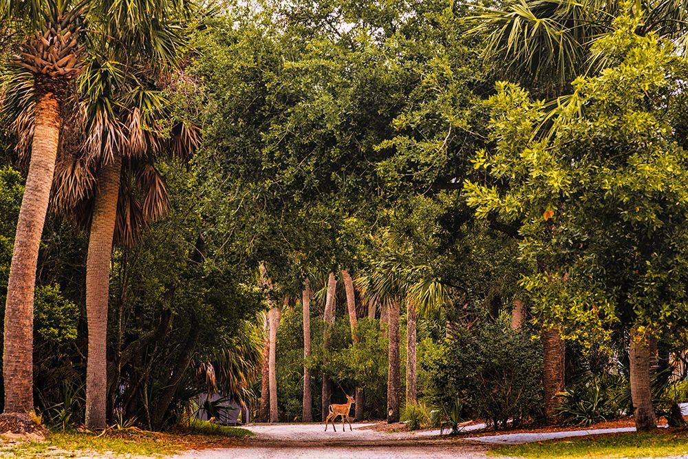Deer Canopy art print by Will Malone for $57.95 CAD