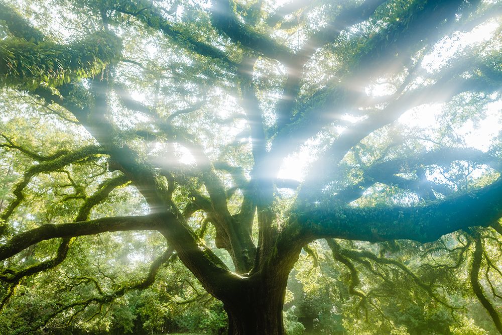 Dream Tree 2 art print by Will Malone for $57.95 CAD
