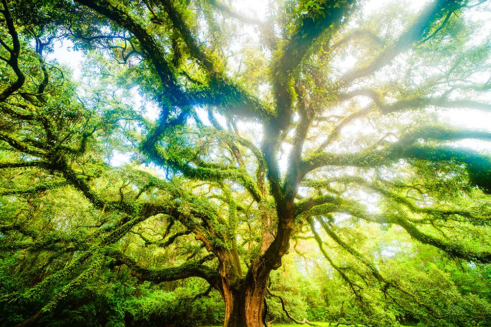 Dream Tree 3 art print by Will Malone for $57.95 CAD