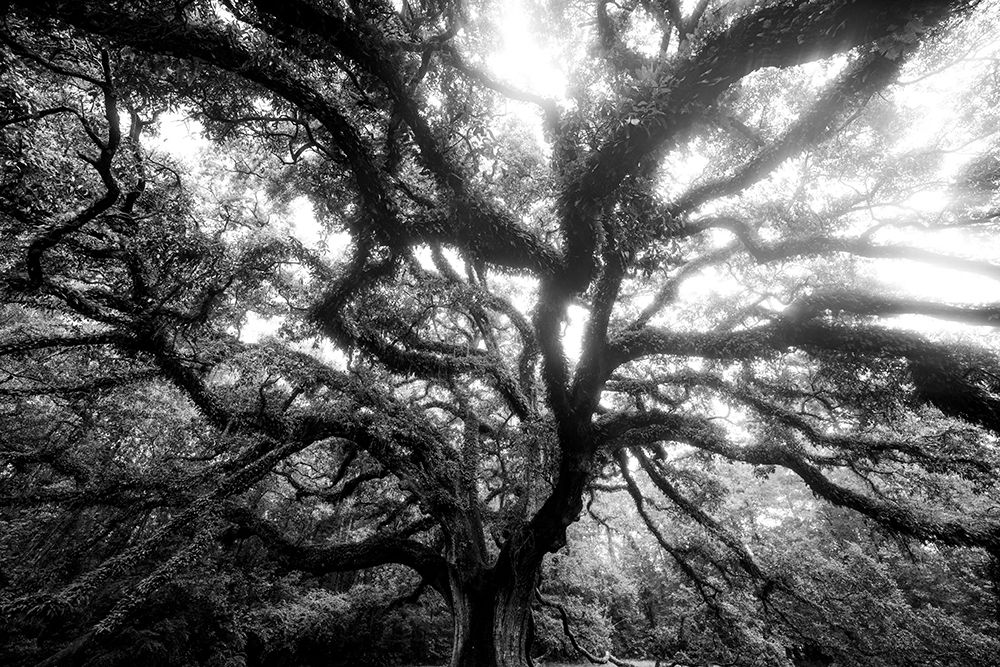 Dream Tree Monochrome art print by Will Malone for $57.95 CAD