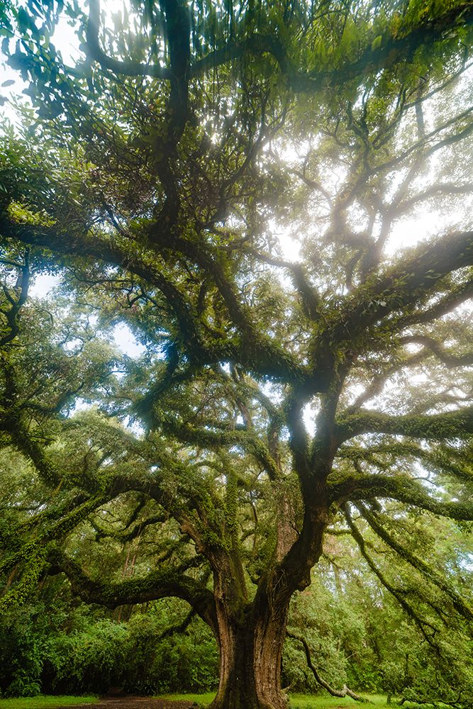 Dream Tree Vertical art print by Will Malone for $57.95 CAD