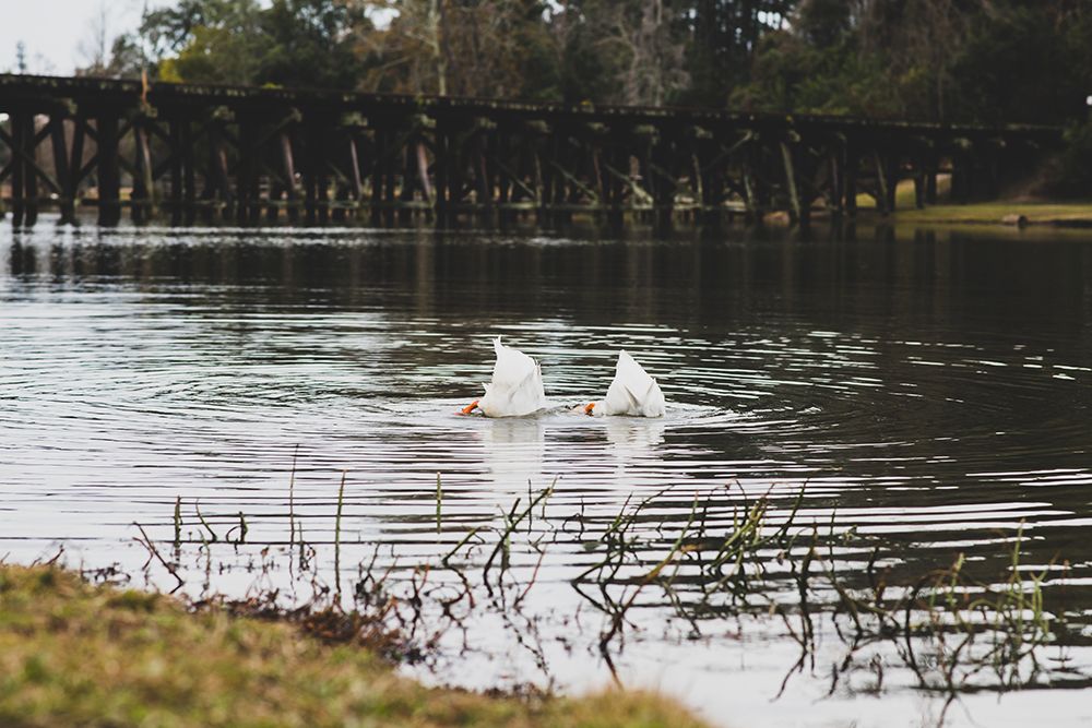 Duck Tails art print by Will Malone for $57.95 CAD