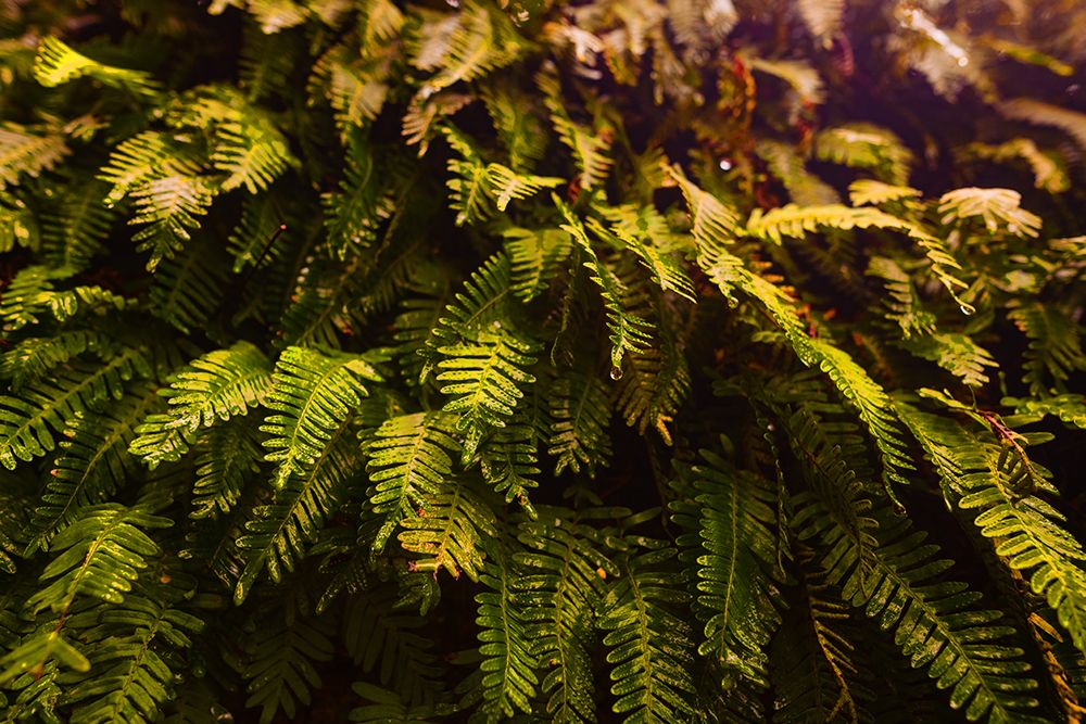 Fern art print by Will Malone for $57.95 CAD