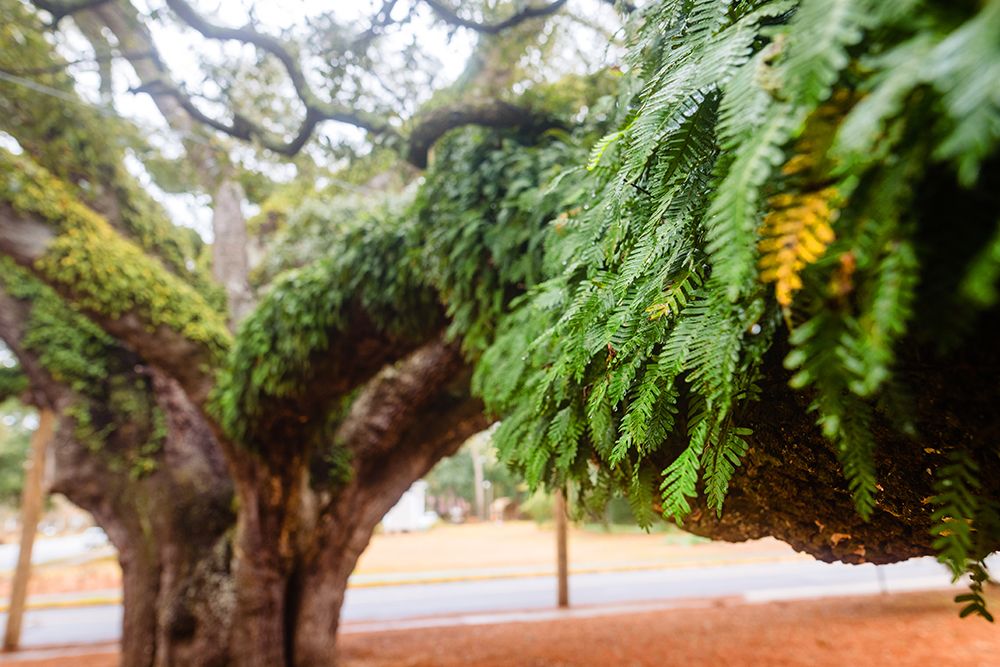 Fern 2 art print by Will Malone for $57.95 CAD