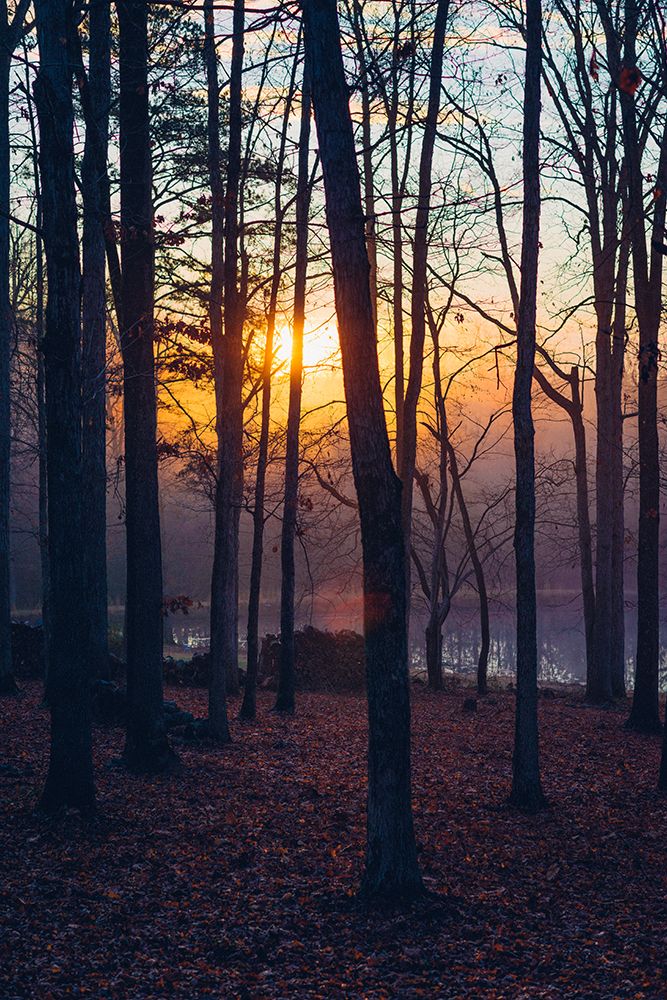 Foggy Sunrise Vert art print by Will Malone for $57.95 CAD