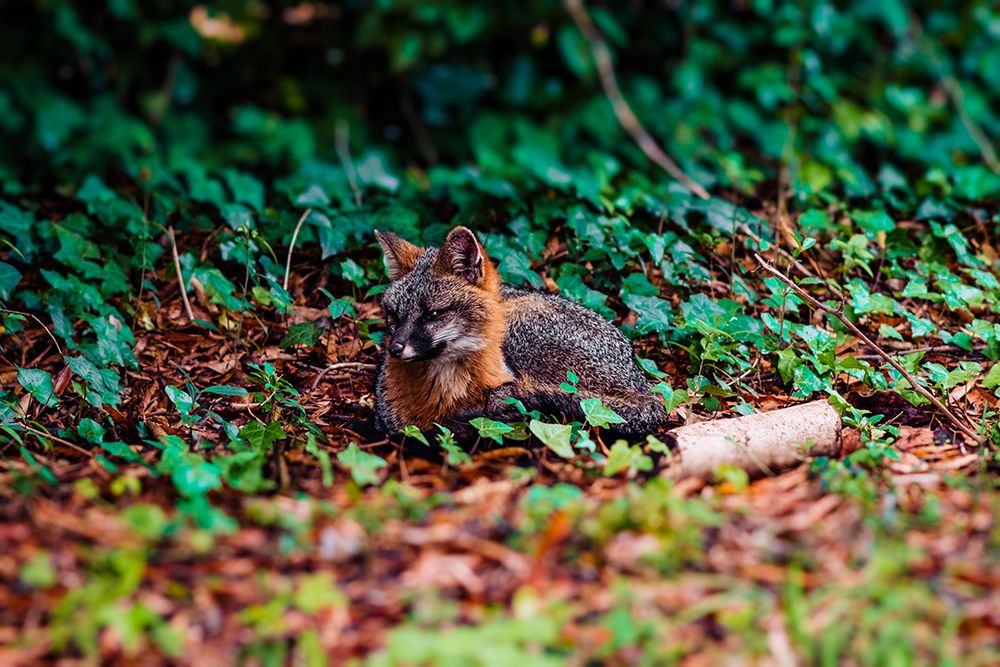 Fox art print by Will Malone for $57.95 CAD