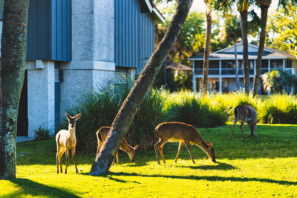 Fripp Deer art print by Will Malone for $57.95 CAD