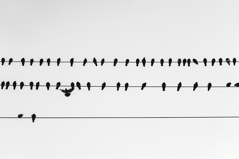 Get in Line Watermark art print by Will Malone for $57.95 CAD
