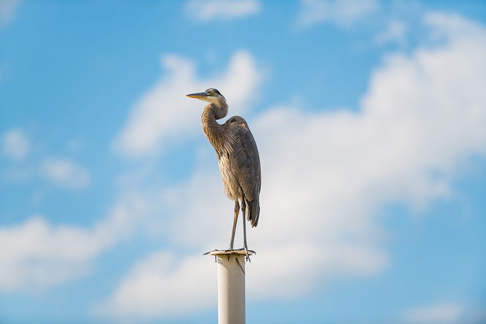 Keeping Watch art print by Will Malone for $57.95 CAD
