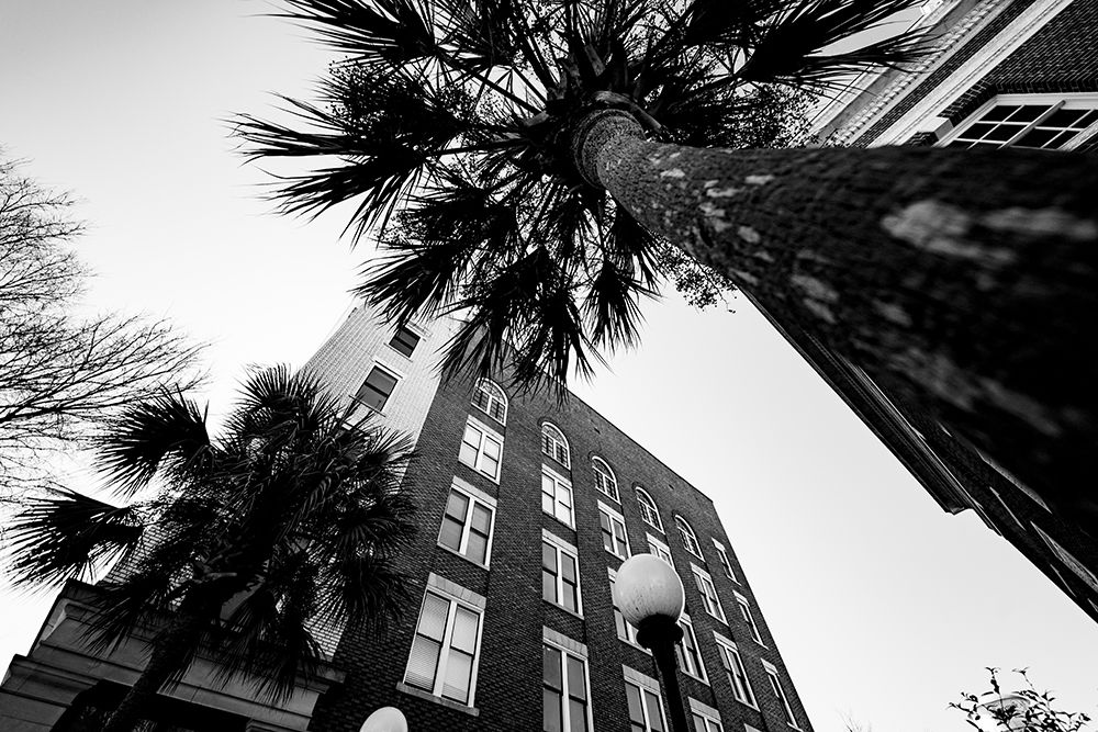 Metro Palm art print by Will Malone for $57.95 CAD