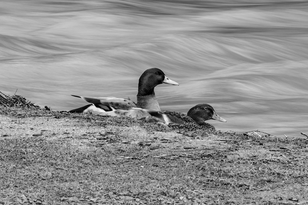Monochrome Duck 3 art print by Will Malone for $57.95 CAD