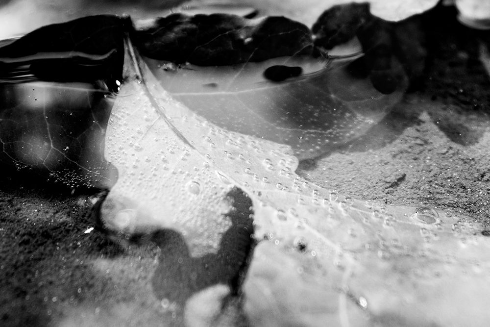 Monochrome Fall art print by Will Malone for $57.95 CAD
