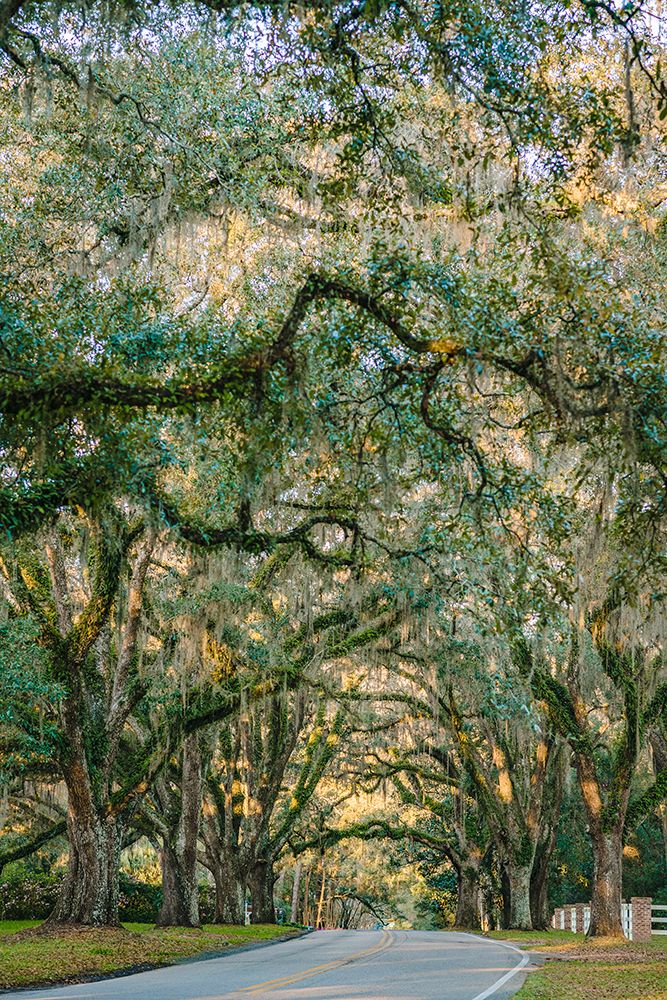 Morning Road Vertical art print by Will Malone for $57.95 CAD