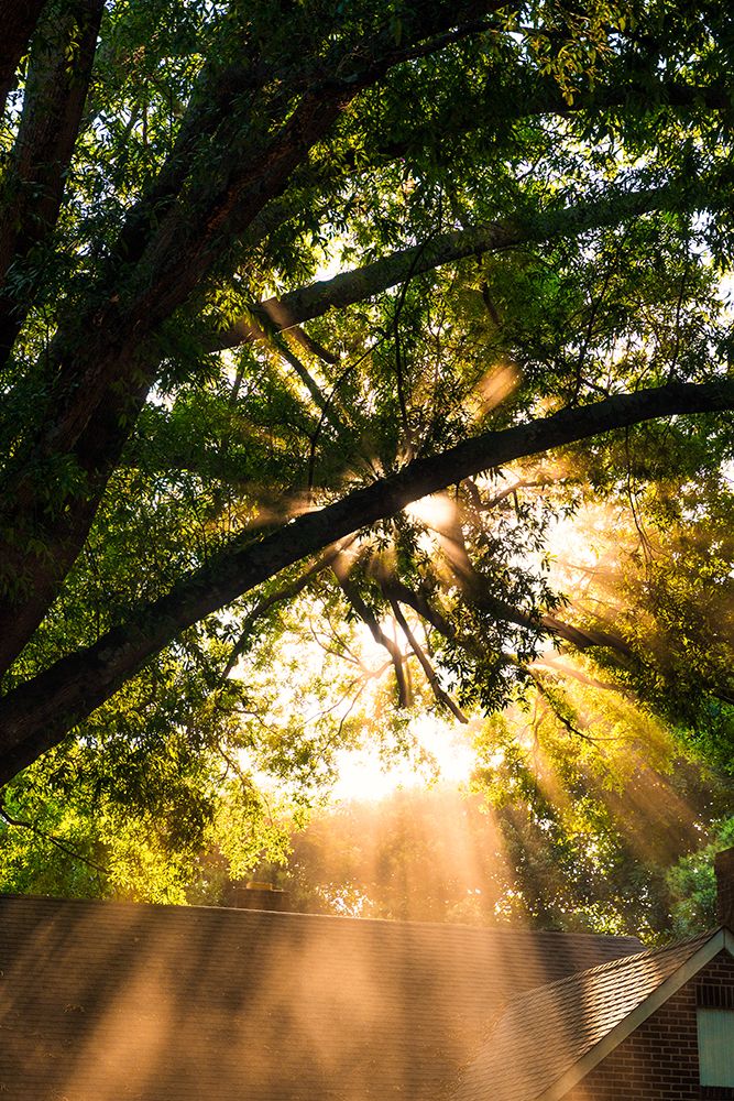 Morning Sunlight art print by Will Malone for $57.95 CAD